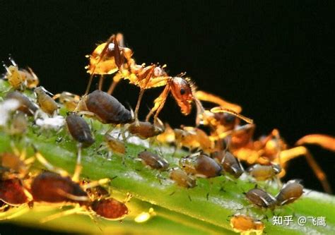 蚂蚁都吃什么东西？为了食物它们甚至饲养和培育其他生物！_油脂