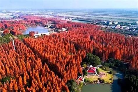 [阳江] 15000亩天然红树林，“筑绿”一方海疆