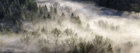 森林迷雾|迷雾|森林_新浪新闻