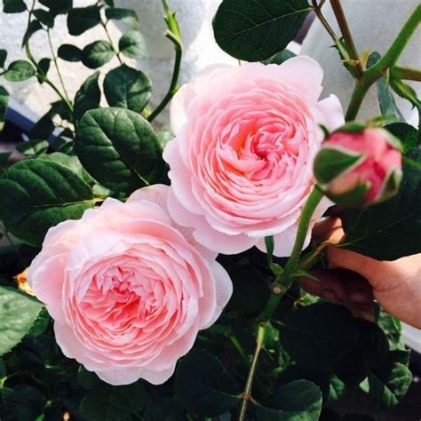 欧洲月季瑞典女王月季中大苗灌木丰大勤花粉红色月季庭院阳台花卉-阿里巴巴