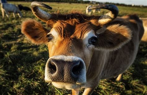 一头牛有多重，附各个生长阶段的体重介绍 - 农敢网