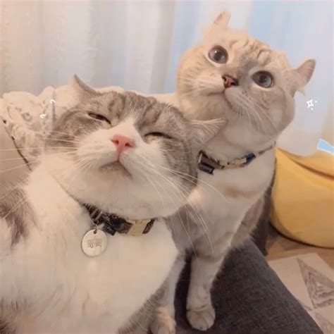 搞怪猫非主流头像