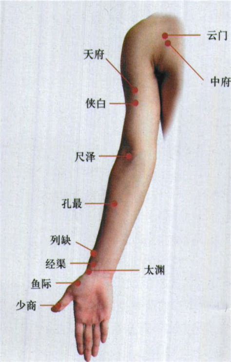 手太阴肺经经络图图片 手太阴肺经经络图图片
