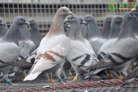 初秋的鸽子市场-中国信鸽信息网相册