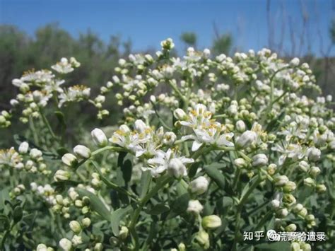 白刺图片