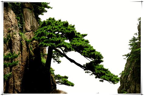 黄山松树图片
