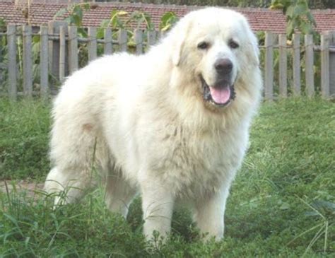 大白熊犬是什么狗（大白熊性格与特点介绍） - 胖萌舍宠物网