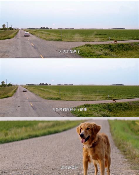 《一条狗的使命》姐妹篇，狗年最后的狗狗电影|一条狗的回家路|姐妹篇|狗狗_新浪新闻