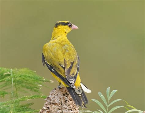 红嘴相思鸟——襄阳汉江湿地常见鸟类 _www.isenlin.cn