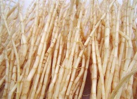 鲜白茅根提取物10:1 白茅根浓缩粉 白茅根浸膏 西安 斯诺特-食品商务网