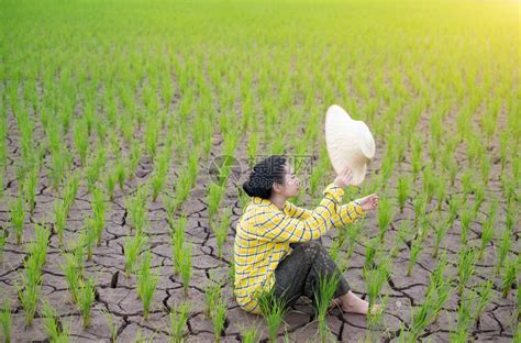 农妇坐在稻田里看着稻草高清图片下载-正版图片506144585-摄图网