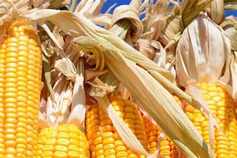十大国审玉米新品种 - 运富春