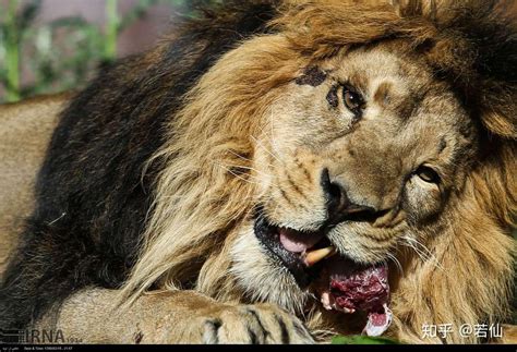 【图集】回到德黑兰动物园的波斯狮子 - 知乎