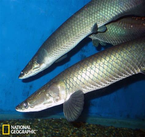 巨骨舌鱼发现全新物种：世界最大淡水鱼之一---中国科学院三江源国家公园研究院 中国科学院西北高原生物研究所