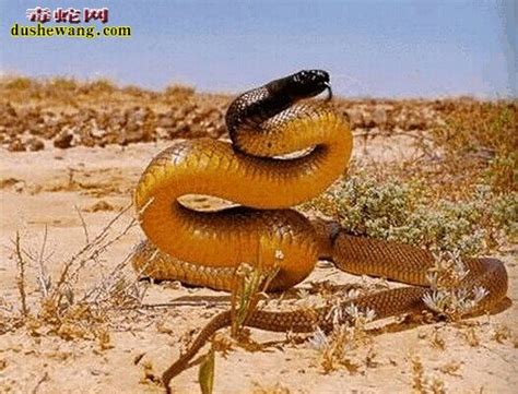 世界上最毒的十大毒蛇，太攀蛇NO1_太攀蛇_毒蛇网