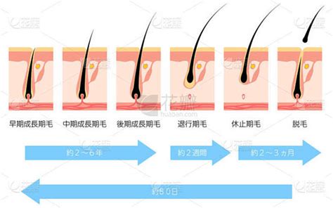 头发周期和头发生长周期的说明-翻译：早期生长阶段、中间生长阶段、后期生长阶段、回归阶段、休息阶段、脱