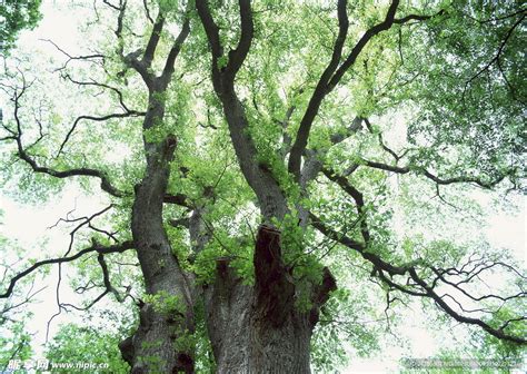 为一棵树创作一首小诗,一棵树写一首诗,描写树的是自创_大山谷图库