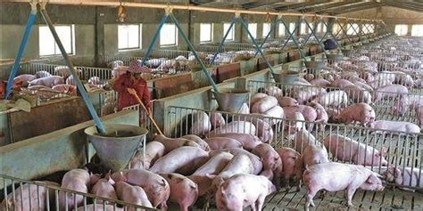 今天全国猪价上涨多少一斤_ 全国12省猪价上涨 广东猪价暴涨 - 随意云