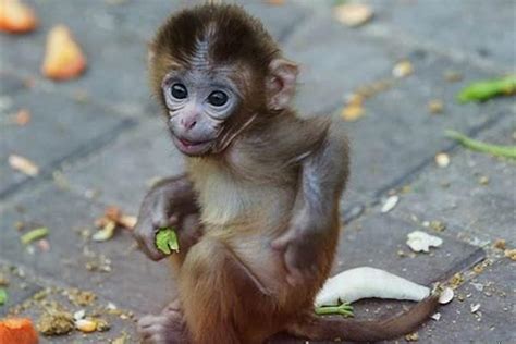 请问1968年属猴的是什么命？1956年出生的猴是什么命-生肖-八字风水网