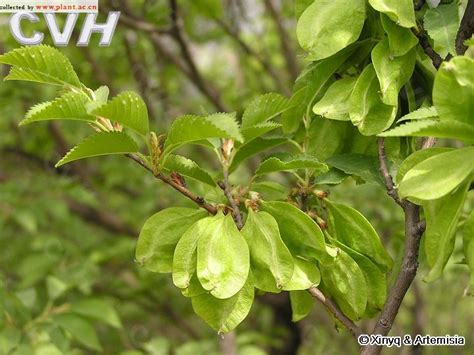 春榆Ulmus davidiana Planch var. japonica (Rehd.)Nakai_植物图片库_植物通