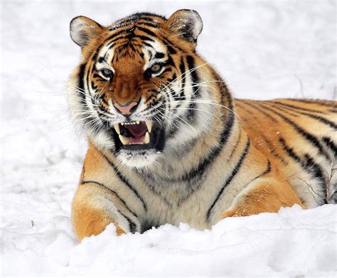 老虎在白面上露出獠牙的图片-千叶网