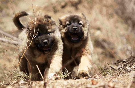 高加索犬多少钱（俄罗斯战斗民族养的狗狗） - 首都新闻网