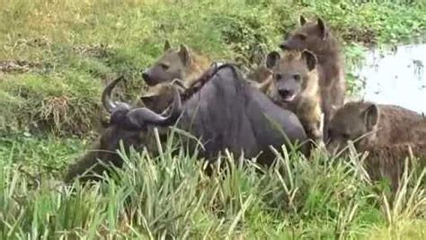 鬣狗群围攻母狮，公狮霸气驱赶，不愧是森林之王