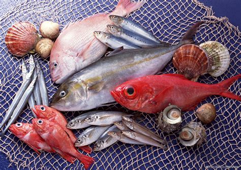 水产品渔业养殖海鲜PPT__计划|总结_PPT_多媒体图库_昵图网nipic.com