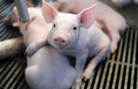 规模化猪场生产管理过程中，经常出现母猪咬死或吃掉新生仔猪的现象，损失较大。什么原因？如何防治?_青岛中仁动物药品有限公司