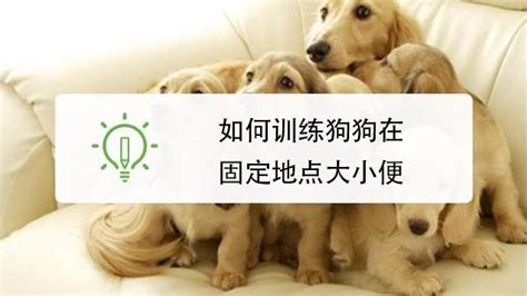 中国人喜欢给狗狗起的5类名字，第一种数字类，第五种最流行|狗狗|名字|数字类_新浪新闻