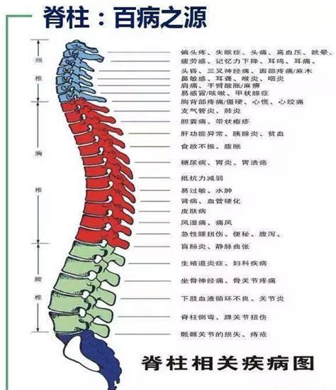 【脊椎节段与神经五脏关系图】【图】脊椎节段与神经五脏关系图 脊椎与五脏关系详解_伊秀健康|yxlady.com