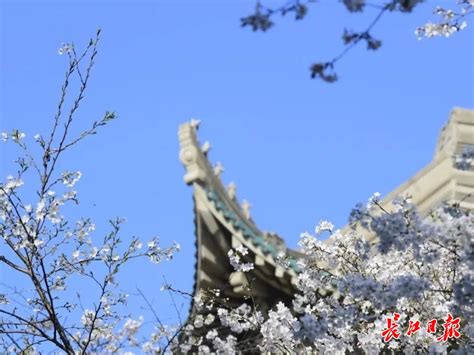 2018年樱花开放期间预约参观武汉大学校园（官方唯一预约通道） _精彩城市生活，尽在活动行！！