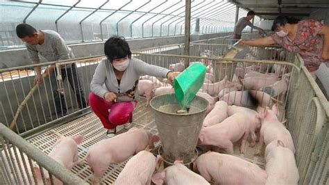 逆温而上！今日猪价行情最新生猪价格表 11月26日猪肉价格多少钱一斤 - 中国基因网