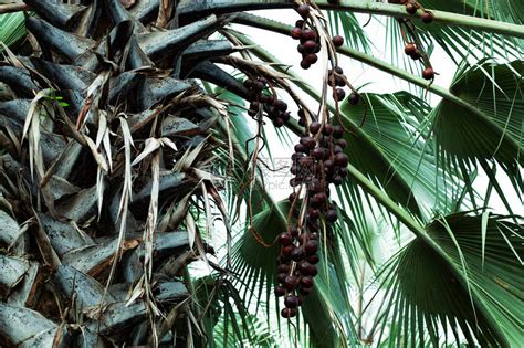 椰子棕榈树棕榈叶高清图片下载-正版图片506025475-摄图网