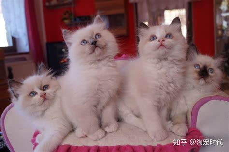 布偶猫当起收费员，萌萌哒的表情，可爱极了！|布偶猫|收费员|可爱_新浪新闻