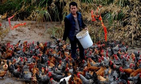 智慧农业：智慧畜牧养殖系统解决方案 - 行业新闻 - 北京东方迈德科技有限公司