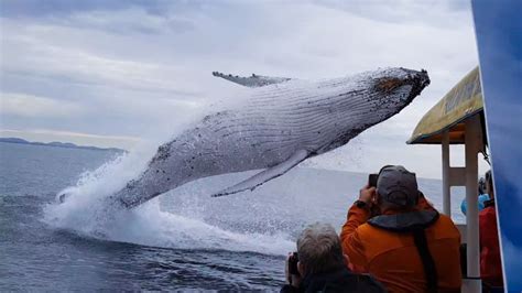 当你出海观鲸时，你看的都是什么鲸？_候鸟旅行_新浪博客