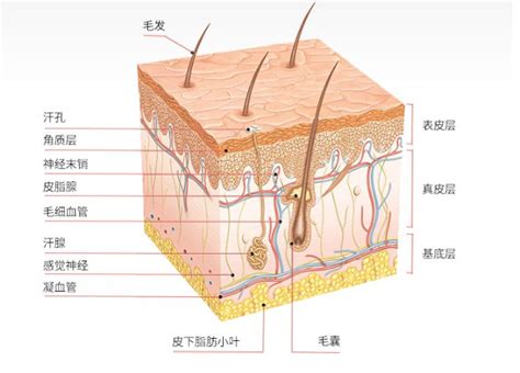 美容皮肤科学皮肤的基础知识皮肤管理PPT-PPT模板-心宜办公