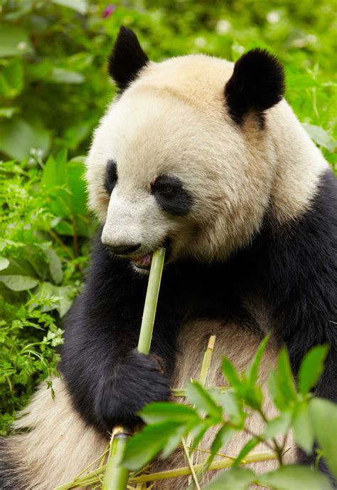 深圳野生动物园大熊猫进入“食笋季”