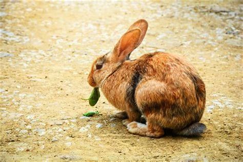 生肖兔的寓意和象征意义 生肖兔深度分析 - 万年历