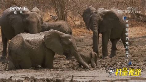 【大象频道】点击进来“玩泥巴”！