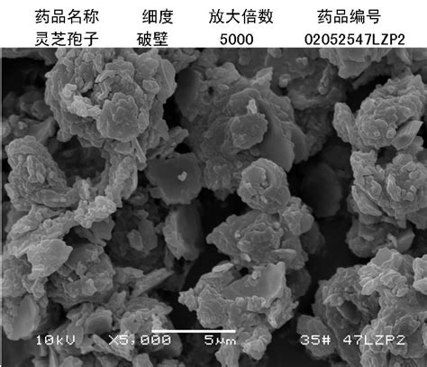 破壁灵芝孢子粉在5000倍显微镜下的观察状态-济南达微机械有限公司