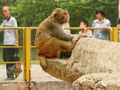 越南长相奇特的猴子,不到250只,它似乎比蜜獾更适合叫平头哥!|金丝猴|越南|猴子_新浪新闻