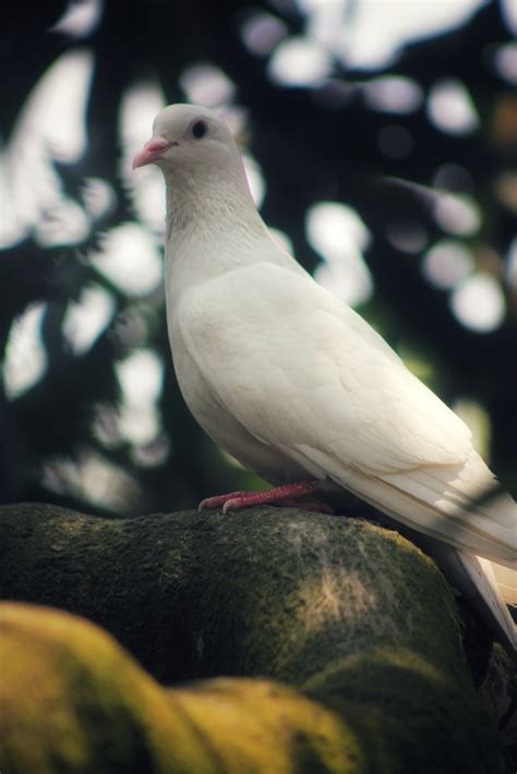 鸽子图片-树枝上的白鸽素材-高清图片-摄影照片-寻图免费打包下载