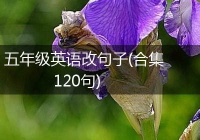 五年级英语改句子(合集120句)