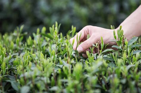 茶叶进出口报告丨坐拥全国茶叶出口量四成——“老大哥”浙江的2021出口盘点！