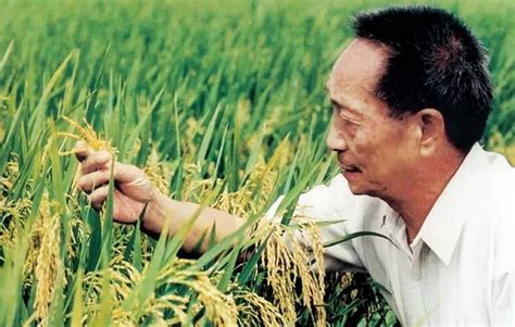 袁隆平逝世 享年91岁-百秒回顾“杂交水稻之父”生平 - 见闻坊