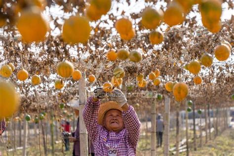 安徽巢湖：小瓜蒌 大产业-人民图片网