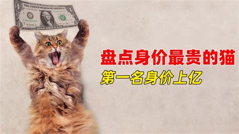 盘点五种天价猫咪，从几百元到身价上亿，凭什么这么贵这么值钱_腾讯视频