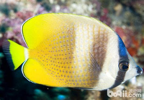 奇特的热带鱼品种高清图片下载-正版图片600389093-摄图网